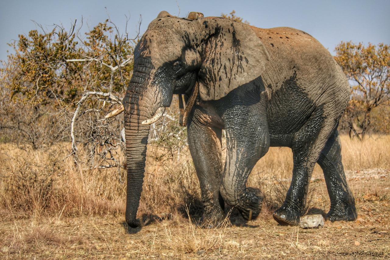 Ouklip Game Lodge Klipdrift エクステリア 写真